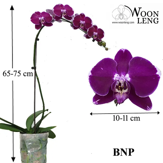 Phalaenopsis BNP (Phalaenopsis)