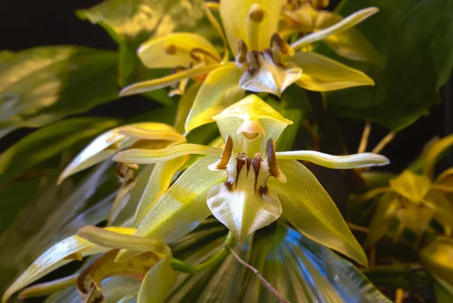 Coelogyne sulcata (Coelogyne)