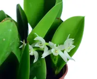 Meiracyllium trinasutum f. alba