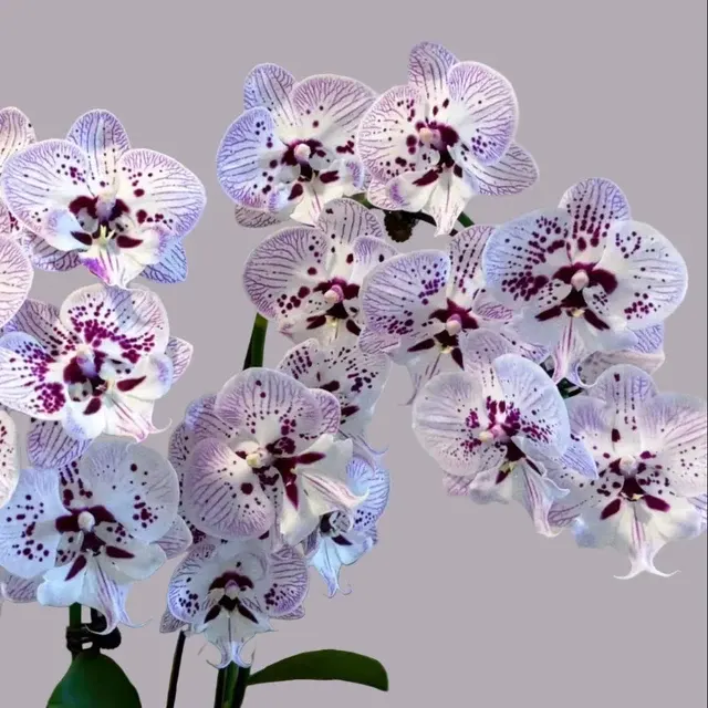 Phalaenopsis Allura 'Spitfire'