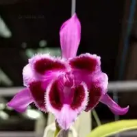 Dendrobium parishii 'Six Eyes' sp.