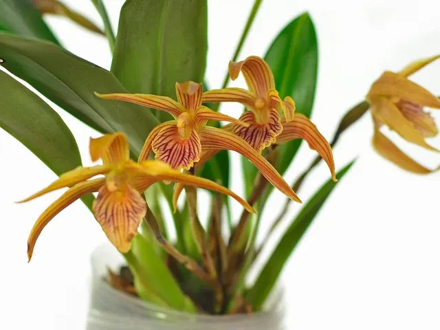 Maxillaria Sangay (Maxillaria)