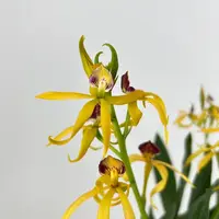 Encyclia cochleata Hybride — blühende Pflanze