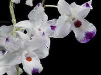 Orchid Seedling 50mm Pot Size - Dendrobium annae - Species