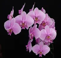 Phal. schilleriana var. purpurea (4N) ('Pink Cloud' x 'Cotton Candy')