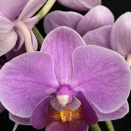 Phalaenopsis Charming Lavender Gem (Phalaenopsis)