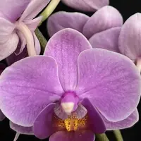 Phalaenopsis Charming Lavender Gem 2.5"