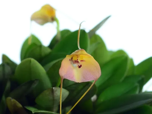Masdevallia persicina (Masdevallia)