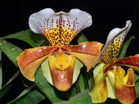 Paphiopedilum Cocoa Dimension