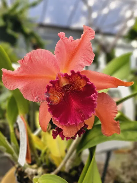 Rhyncholaeliocattleya Sharon Forsythe 'Orange-Red' (Rhyncholaeliocattleya)