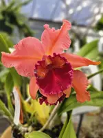 Rlc. Sharon Forsythe ‘Orange-Red’ (5″ Pot)