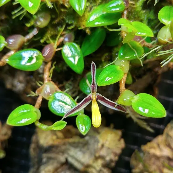 Bulbophyllum xanthoacron (Bulbophyllum)