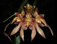 Bulbophyllum bicolor 3"