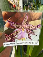 Alcra Memoria Donald Yamada 'FJ-72' (Alcra. Mem. Jay Yamada x Onc. Fort Point) — Not Currently In Bloom or Spike