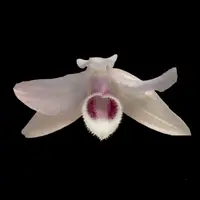 Dendrobium parishii
