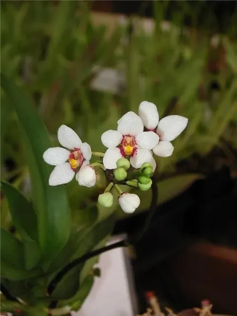 Sarcochilus fitzgeraldii (Sarcochilus)