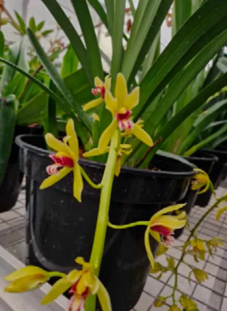 Cymbidium finlaysonianum 'Vi Hoang'