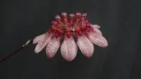 Bulbophyllum eberhardtii