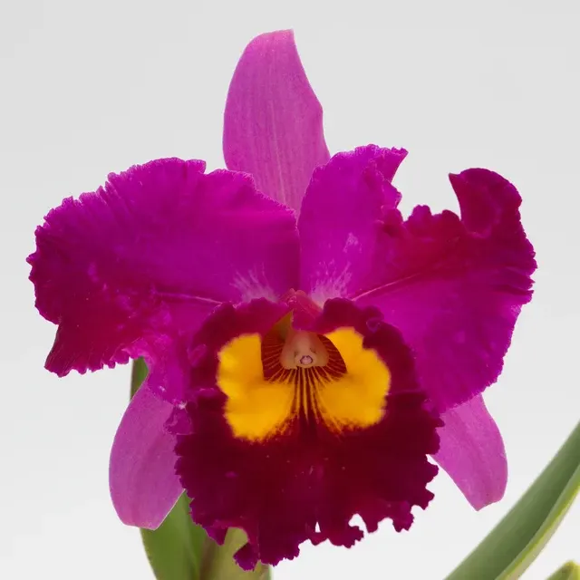 Rhyncholaeliocattleya Dick Smith 'Dark Beauty' (Rhyncholaeliocattleya)