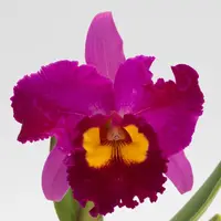 Rlc. Dick Smith 'Dark Beauty'