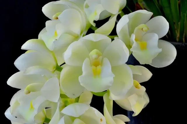 Cymbidium Mini Sarah – Pendant 'Pearl Falls' (Cymbidium)
