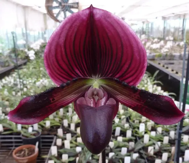 Paphiopedilum Magic Fire
