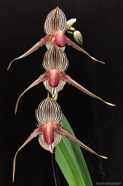 Paphiopedilum rothschildianum (Paphiopedilum)