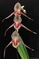 Paph. rothschildianum x sib ('Butterfly' x 'TP1')