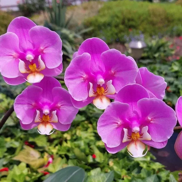 Phalaenopsis Taisuco Anna
