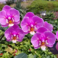 [Bare-root][New] #PA# Phal. Taisuco Anna (peloric) 安娜蕾絲兩眼 [2.4" BS][Sept in stock 26]