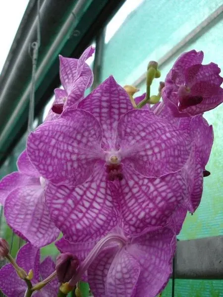 Vanda KATSURA PINK