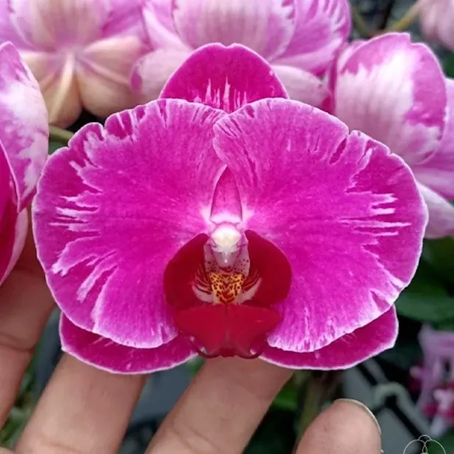 Phalaenopsis Chialin Little Sun