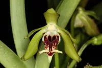 Vanda cristata