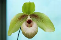 Paphiopedilum Shun-Fa Golden (hangianum x malipoense)