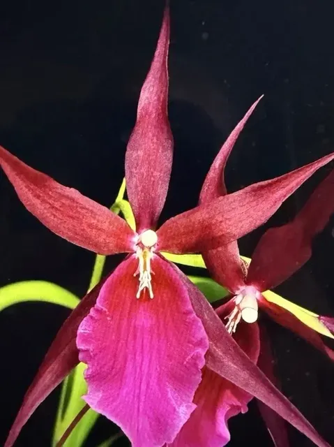 Miltassia Royal Robe (Miltassia)