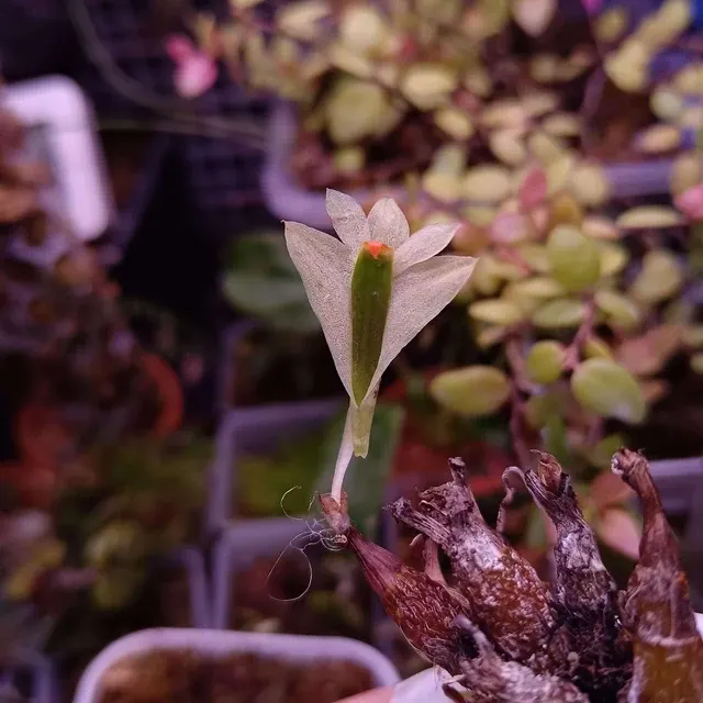 Dendrobium sulphureum (Dendrobium)