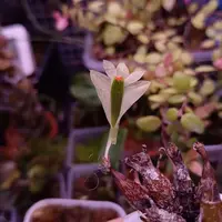 Dendrobium sulphureum