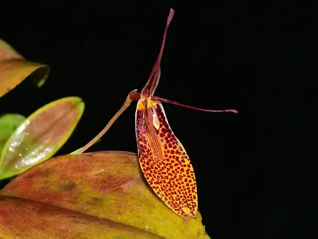 Restrepia contorta orange (Restrepia)