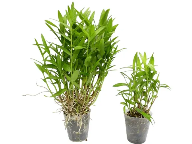 Epidendrum cochlidium (Epidendrum)