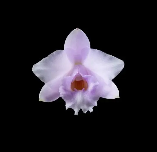 Cattleya alaorii x