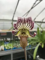 Paphiopedilum fairrieanum