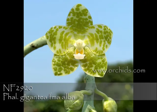 Phalaenopsis gigantea fma alba 'Note : 5 + Years Old With 25 Cm Leaf Span' (Phalaenopsis)