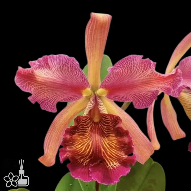 Cattleya dowiana 'Happy Field'
