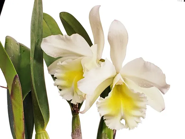 Rhyncholaeliocattleya Grace Carmen Tolentino (Rhyncholaeliocattleya)