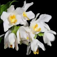 Chysis bractescens sp.