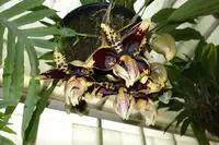 Stanhopea tigrina