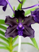 Vanda Motes Interstellar