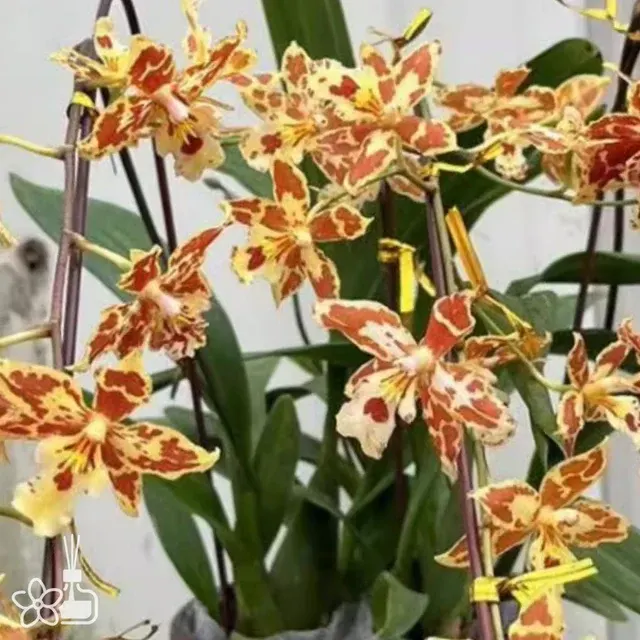 Oncidium Tiger Crow