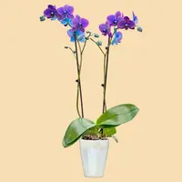 Phalaenopsis Orchids Infused with Black Sapphire Color in a 5" Deco Pot - 10 Plants per box - Free Shipping