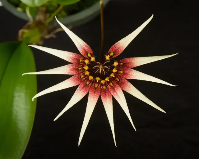 Bulbophyllum cercanthum x medusae